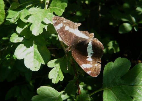 Limenitis camilla