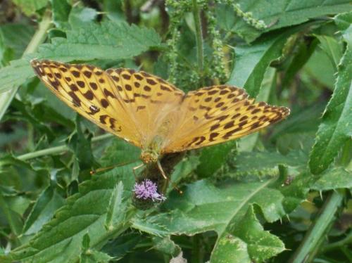 Argynnis paphia