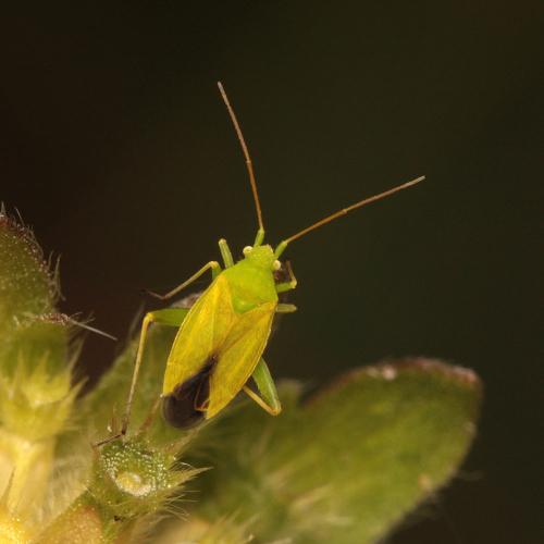 Réf. 106 765 : Eurycolpus flaveolus