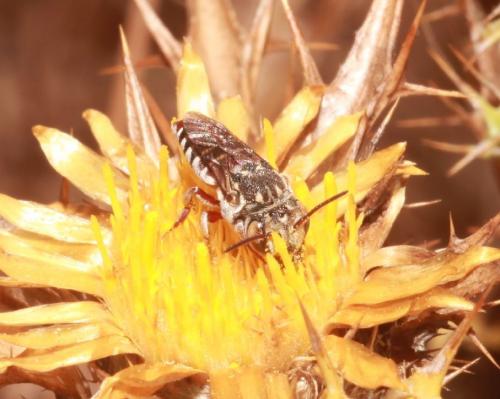 Coelioxys haemorrhoa
