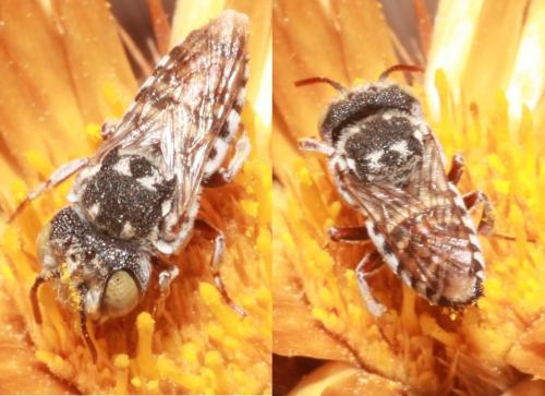 Coelioxys haemorrhoa