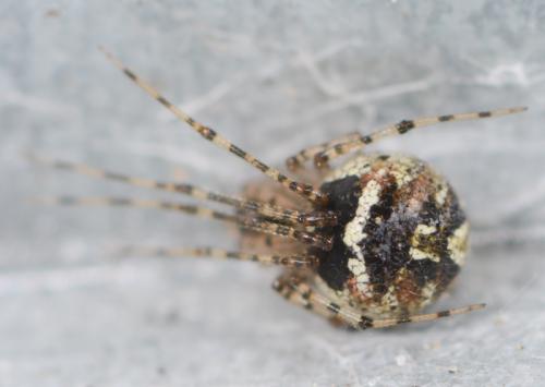Platnickina tincta