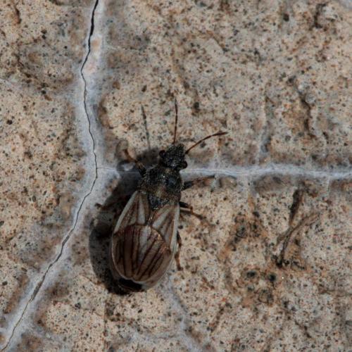 Camptotelus lineolatus