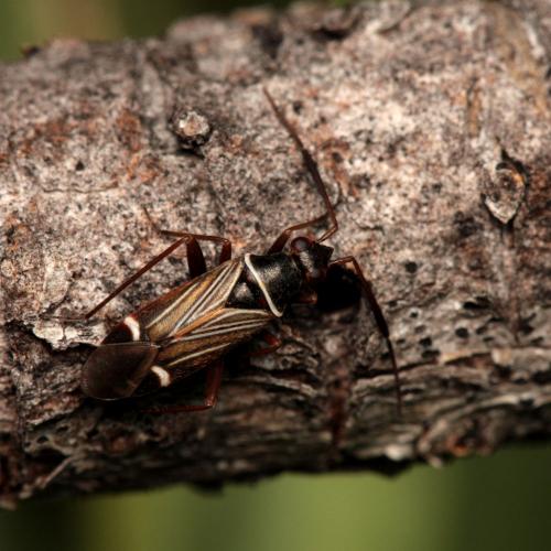 Réf. 106 801 : Cremnocephalus matocqi