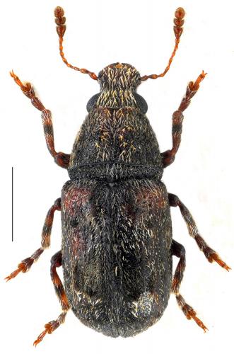 Pseudeuparius sepicola