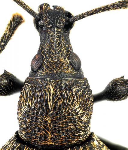 Otiorhynchus nubilus