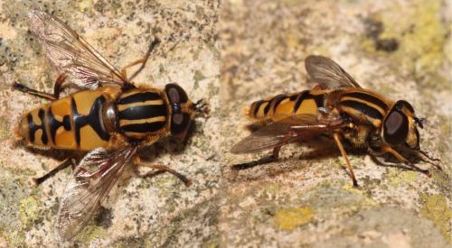 Helophilus pendulus