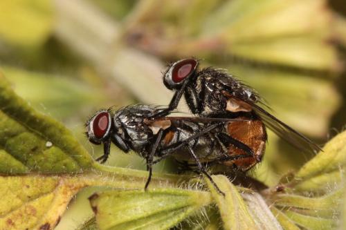 Réf. 106 789 : Musca sp.