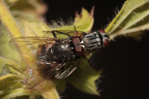 Réf. 106 788 : Musca sp.