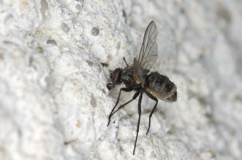 Phaonia sp.
