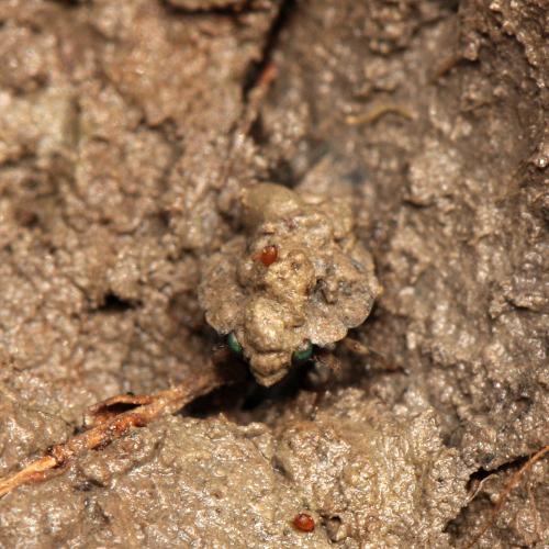 Ochterus marginatus