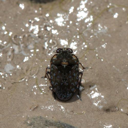 Ochterus marginatus