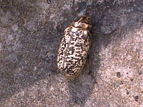 Réf. 106 494 : Polyphylla fullo