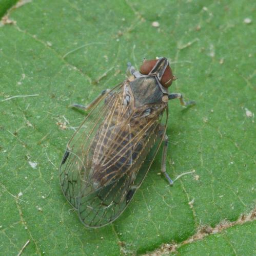 Hyalesthes sp.