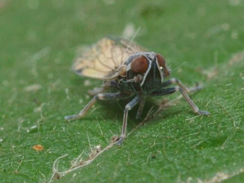 Réf. 106 529 : Hyalesthes sp.