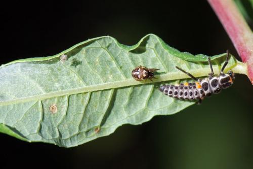 Réf. 106 891 : Larinioides sclopetarius