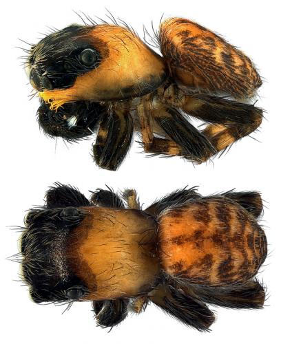 Réf. 106 521 : Euophrys sp.