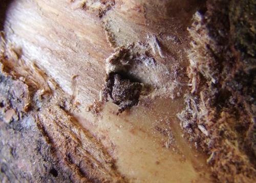 Réf. 106 205 : Pogonocherus eugeniae