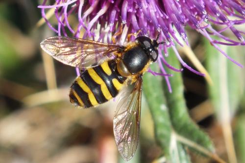 Eriozona erratica