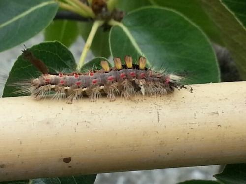 Orgyia antiqua
