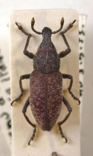 Rhabdorrhynchus menetriesii