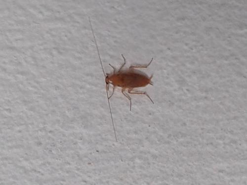 Ectobius sp.
