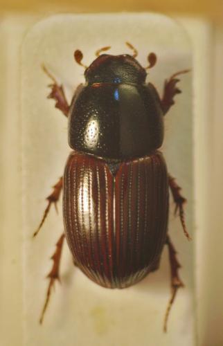Loraphodius suarius