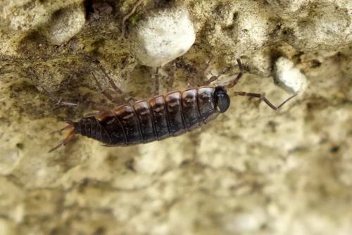 Philoscia muscorum