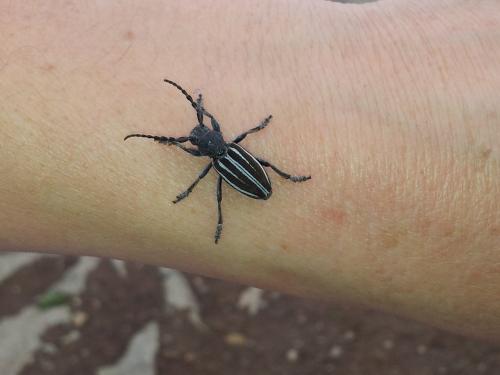 Iberodorcadion fuliginator