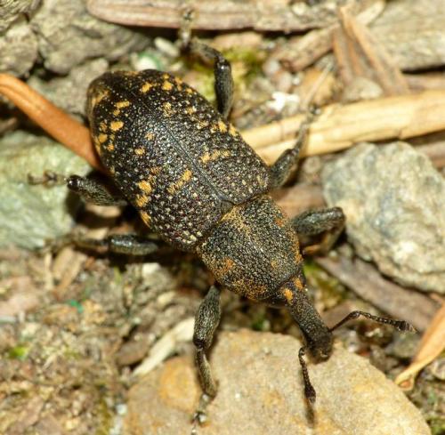 Hylobius abietis
