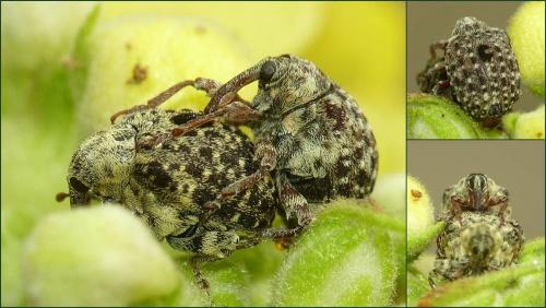 Cionus hortulanus