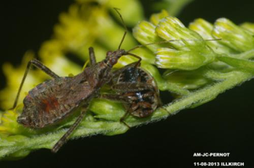 Himacerus apterus