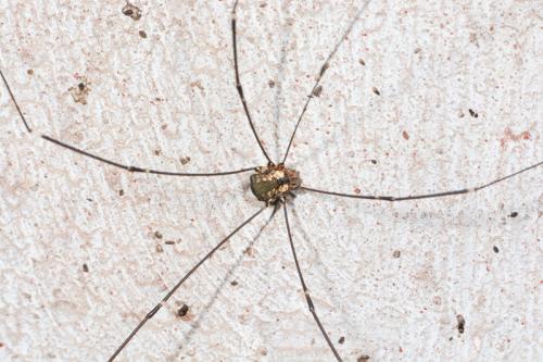 Réf. 106 281 : Leiobunum sp-a