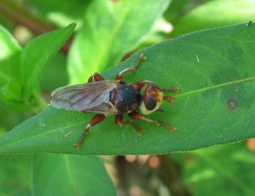 Réf. 106 283 : Myopa dorsalis