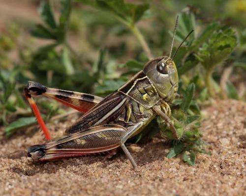 Arcyptera microptera carpentieri