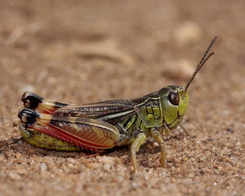 Réf. 106 239 : Arcyptera microptera carpentieri