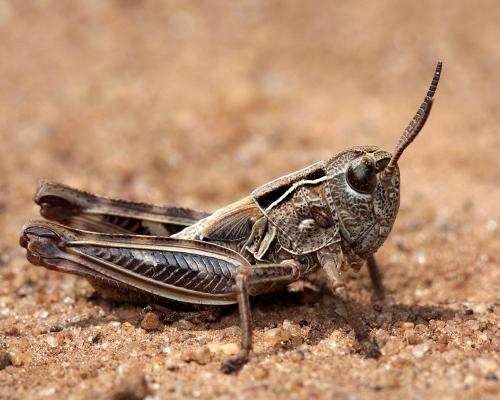 Réf. 106 235 : Arcyptera microptera carpentieri