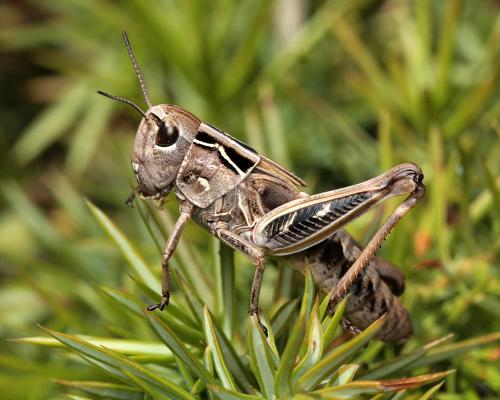Réf. 106 237 : Arcyptera microptera carpentieri
