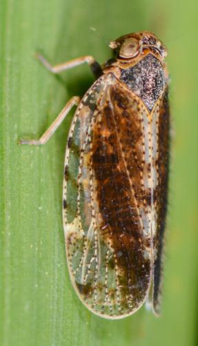 Tachycixius pilosus