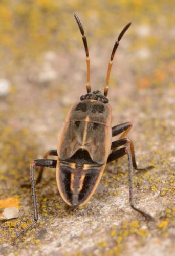 Réf. 106 495 : Graptopeltus sp.