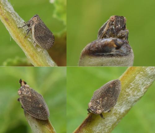 Agalmatium flavescens