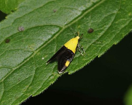 Réf. 106 382 : Oecophora bractella