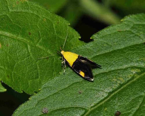 Oecophora bractella