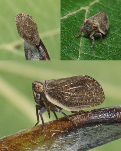 Agalmatium flavescens