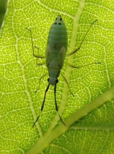 Réf. 106 249 : Cyllecoris histrionius