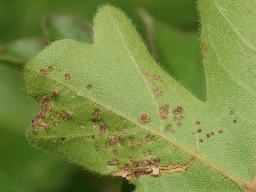 Aceria aceriscampestris