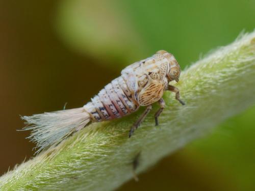 Agalmatium flavescens