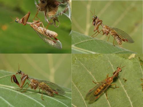 Réf. 106 972 : Mantispa styriaca