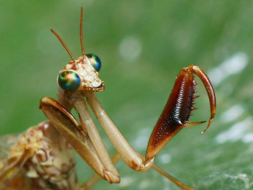 Réf. 106 930 : Mantispa styriaca