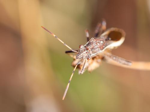 Camptopus lateralis